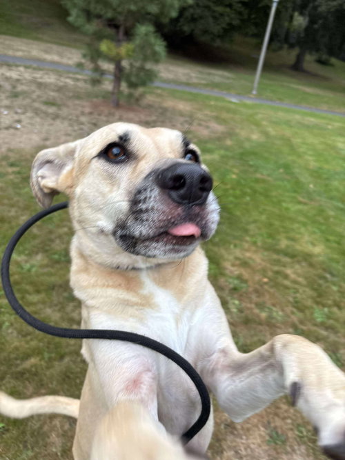 KELLEN - Black Mouth Cur / Hound available for adoption