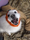 Oso - Photo 1