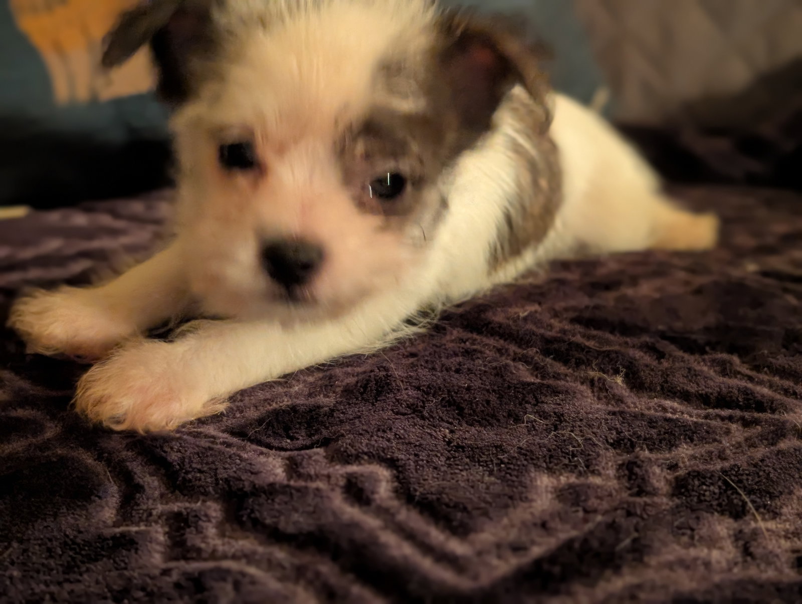 Mr. Scruffles