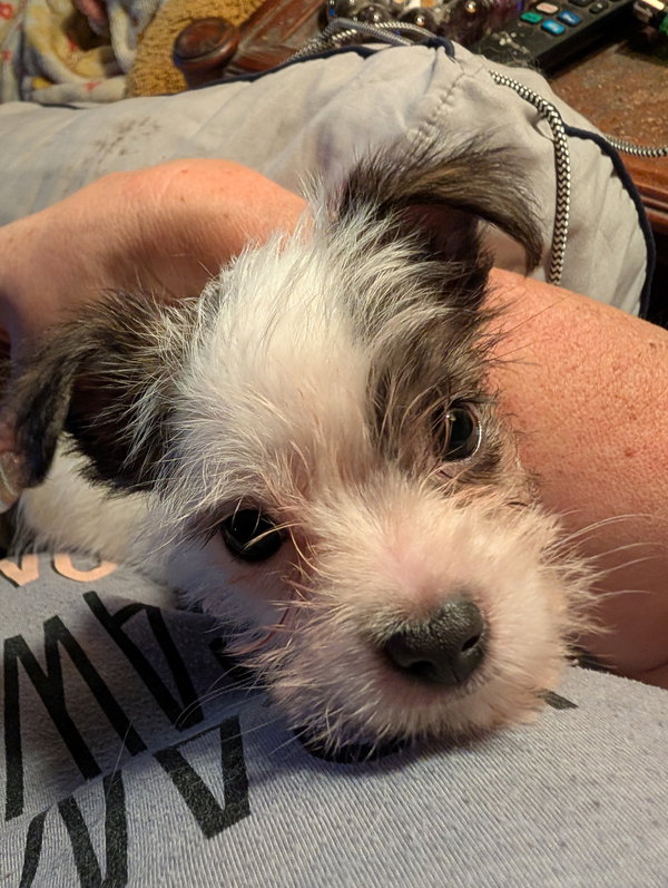 Mr. Scruffles