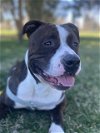 adoptable Dog in , CO named MARBLE