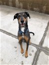 adoptable Dog in , CO named MEMPHIS
