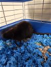 adoptable Rat in denver, CO named SPLINTER