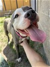 adoptable Dog in denver, CO named SPRITZ