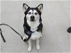 adoptable Dog in denver, CO named SNOWFALL