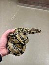 adoptable Snake in , CO named MATCHA