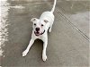 adoptable Dog in denver, CO named BO