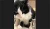 adoptable Cat in denver, CO named MOTO