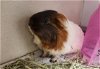 adoptable Guinea Pig in , CO named LOUISE