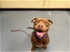 adoptable Dog in denver, CO named MINNIE
