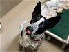 adoptable Dog in denver, CO named BONESY