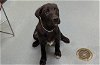 adoptable Dog in denver, CO named FRANK WILSON