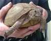 adoptable Tortoise in denver, CO named MOLASSES