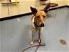 adoptable Dog in denver, CO named FAWN