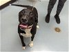 adoptable Dog in denver, CO named STARLA