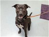 adoptable Dog in denver, CO named PHLOX