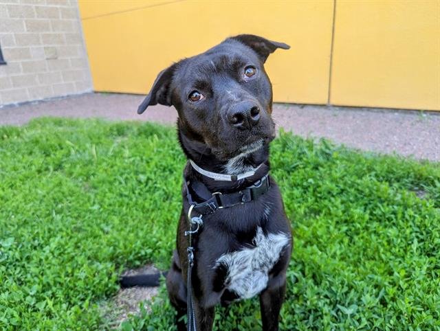 adoptable Dog in Denver, CO named PHLOX