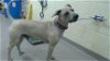 adoptable Dog in denver, CO named YUCCA