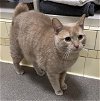 adoptable Cat in , CO named BUBBA