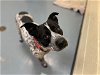 adoptable Dog in denver, CO named MARSHALL