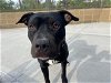adoptable Dog in denver, CO named LUCY