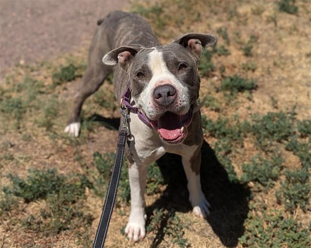 adoptable Dog in Denver, CO named BAXTER