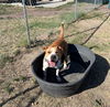 adoptable Dog in , CO named BUDDY