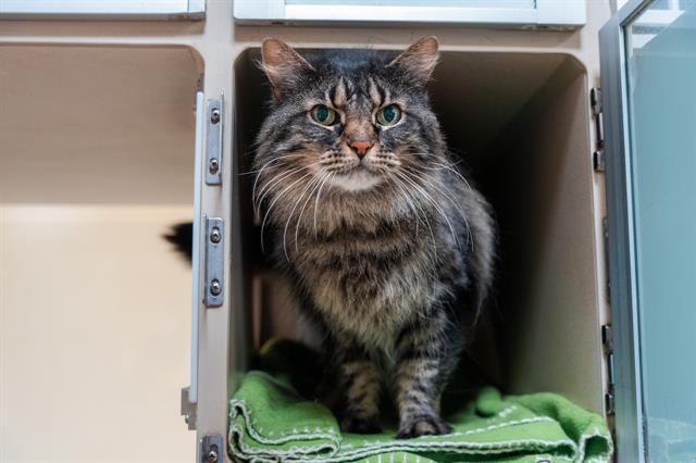 adoptable Cat in Denver, CO named BRECK