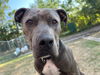 adoptable Dog in Denver, CO named AXELBY