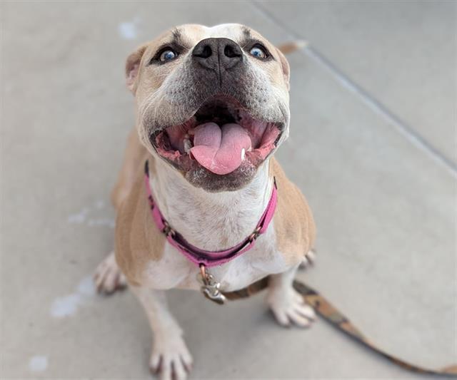 adoptable Dog in Denver, CO named ACADIA