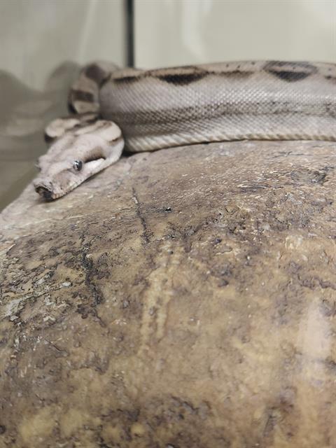 adoptable Snake in Denver, CO named HISSTOPHER