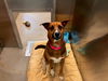 adoptable Dog in Denver, CO named TEPPO