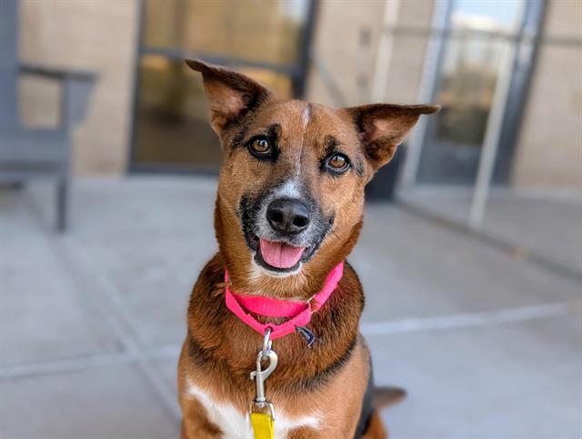 adoptable Dog in Denver, CO named TEPPO