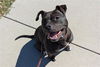 adoptable Dog in , CO named ONYX