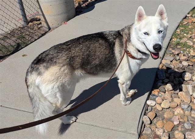 adoptable Dog in Denver, CO named MACAROON