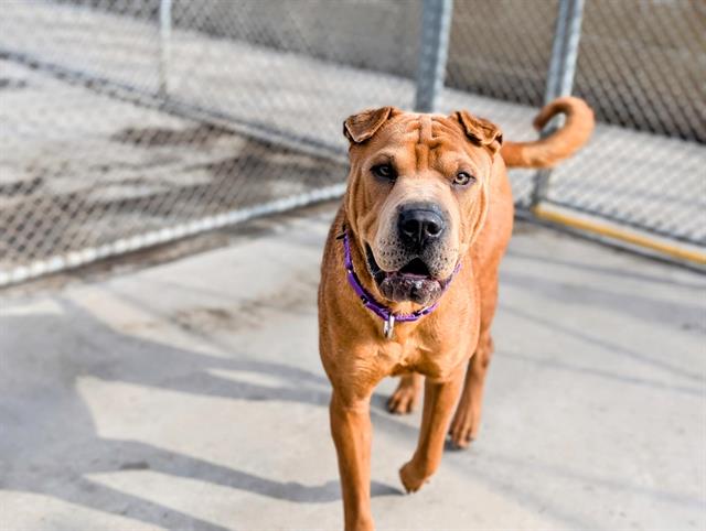 adoptable Dog in Denver, CO named NACHO CHEESE DORITOS