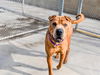 adoptable Dog in Denver, CO named NACHO CHEESE DORITOS