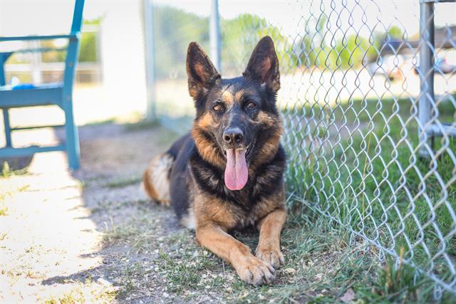 adoptable Dog in Denver, CO named ESEH