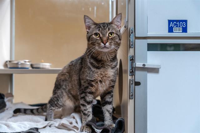 adoptable Cat in Denver, CO named ALBUS