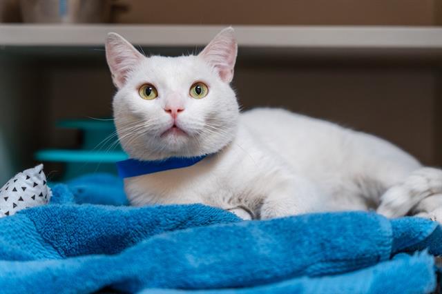 adoptable Cat in Denver, CO named LECHE