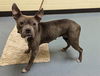 adoptable Dog in , CO named LUCY