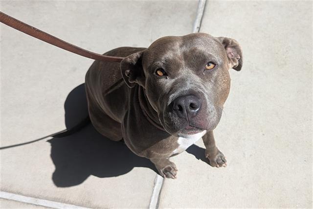 adoptable Dog in Denver, CO named PERSEPHONE