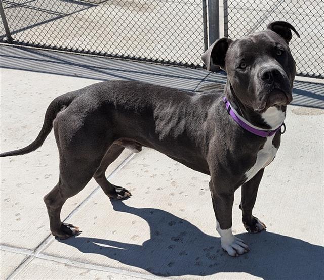 adoptable Dog in Denver, CO named LINCOLN