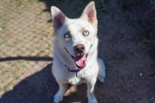 adoptable Dog in Denver, CO named LUNA