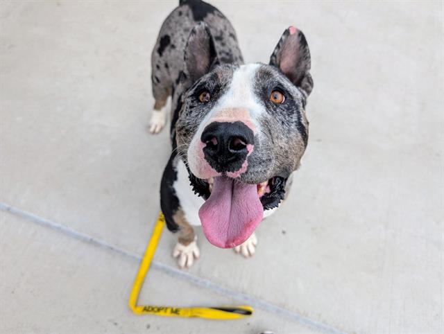 adoptable Dog in Denver, CO named OSHKOSH B'GOSH