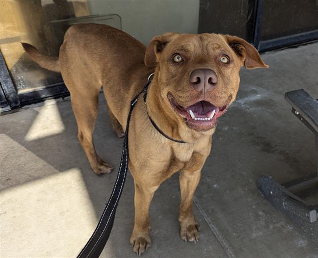 adoptable Dog in Denver, CO named SHERLOCK BONES