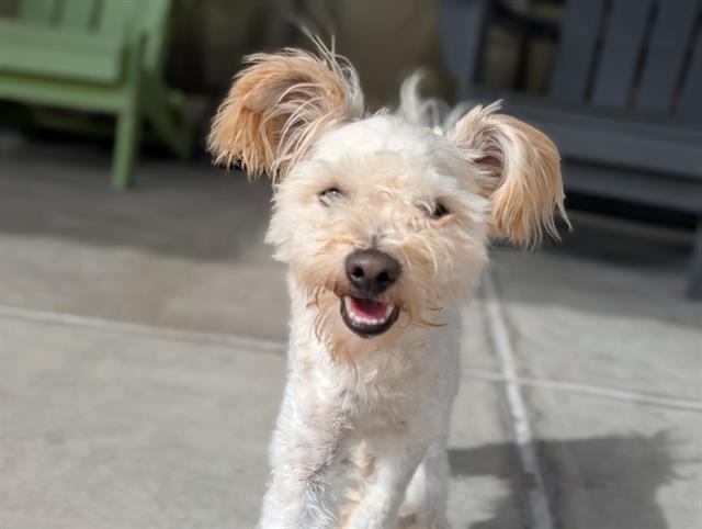 adoptable Dog in Denver, CO named FUZZ ALDRIN