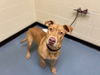 adoptable Dog in Denver, CO named ASTRO