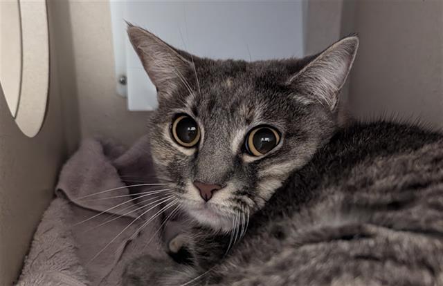 adoptable Cat in Denver, CO named FELICITY VON FURTRAP