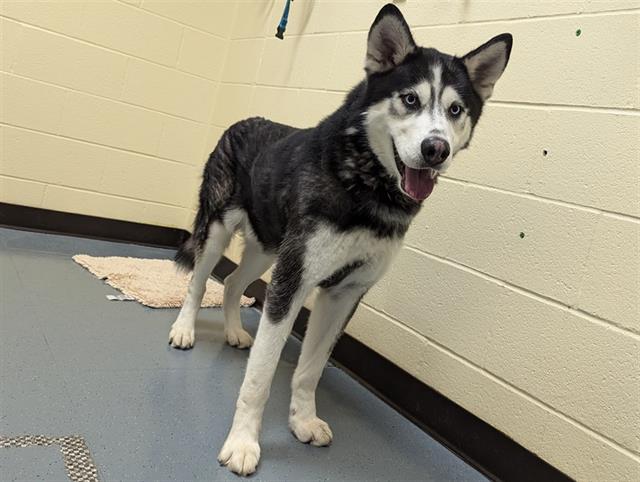 adoptable Dog in Denver, CO named RUTHERFORD P HAYNES